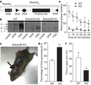 shank3 autismo ricerca