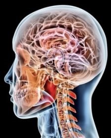 cervello femminile autismo