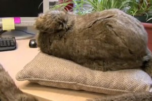 robot autismo pelliccia